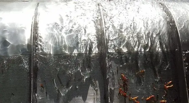 Water flowing over a Coanda-effect intake screen